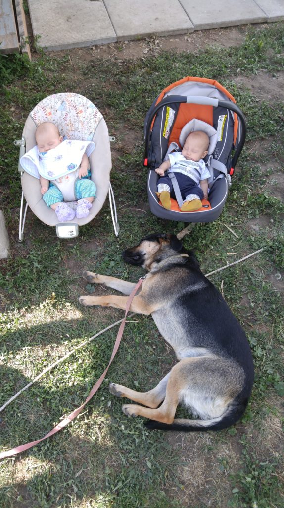 Luna sleeping in front of babies in Drumheller