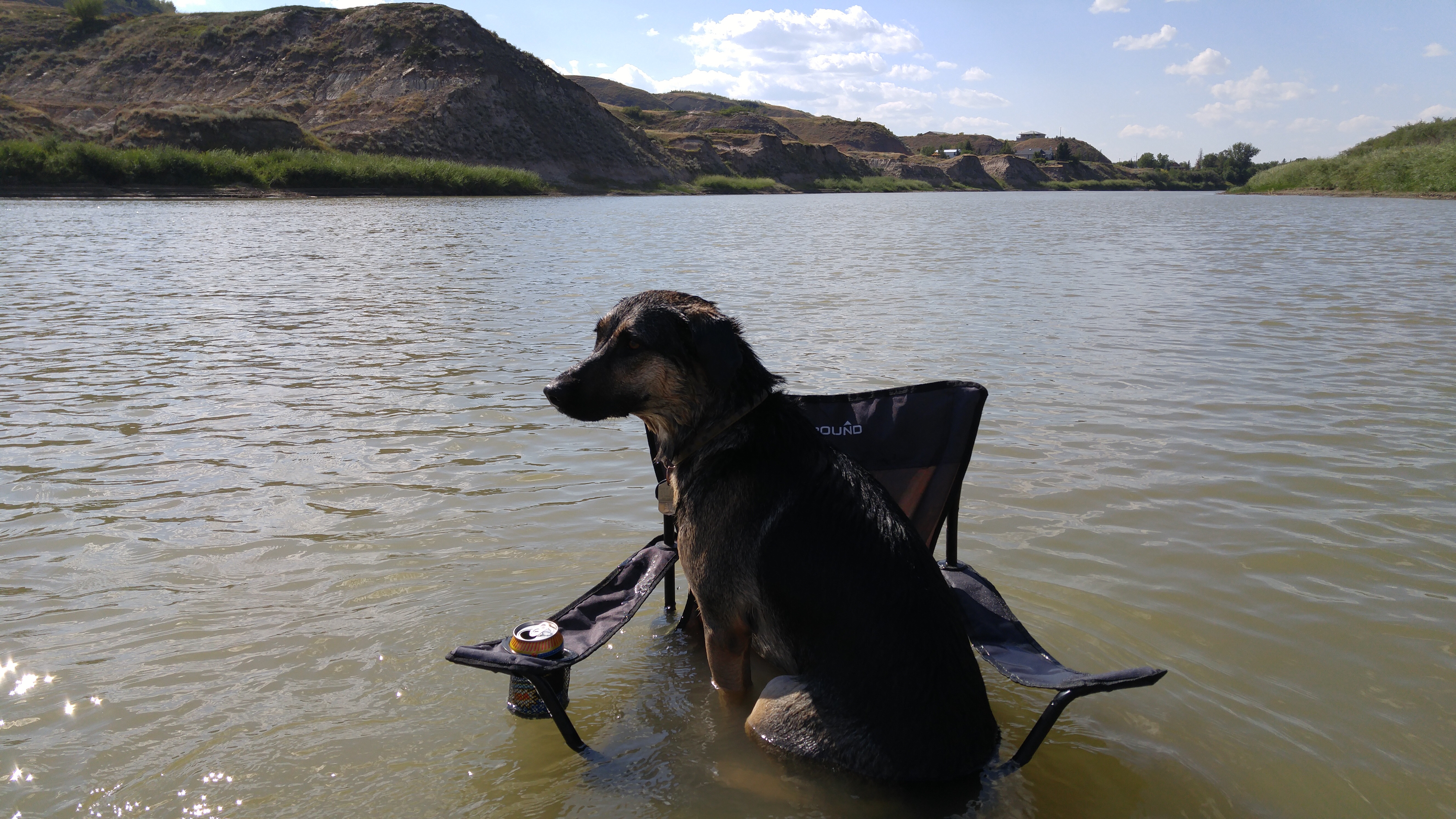 Luna sitting in the Red Deer River