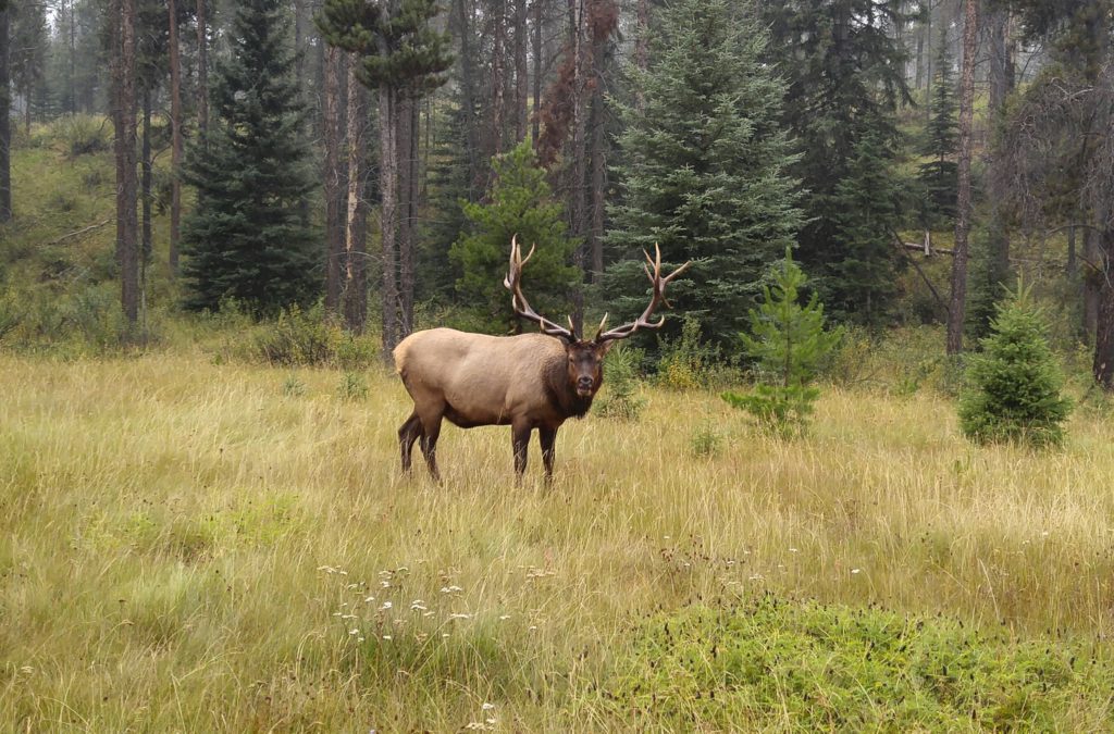 Wapiti (Elk)