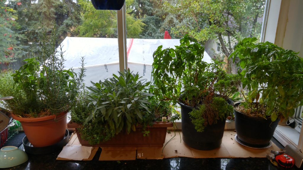 Our Herb Garden After Being Transferred Indoors