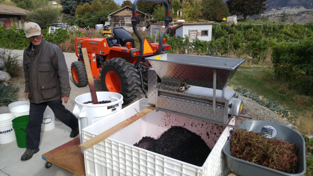 Dad and I Crushing Grapes