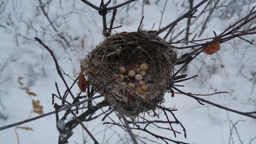 Bird's nest with seed stash