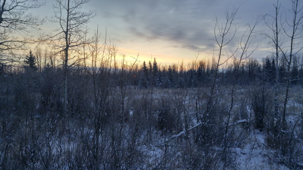 Bush at sunrise