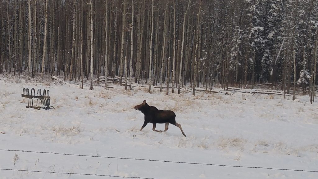 Cow moose on the run