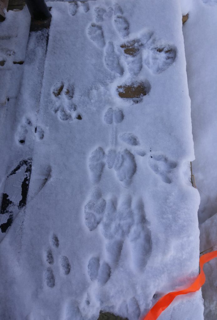 Weasel and hare tracks
