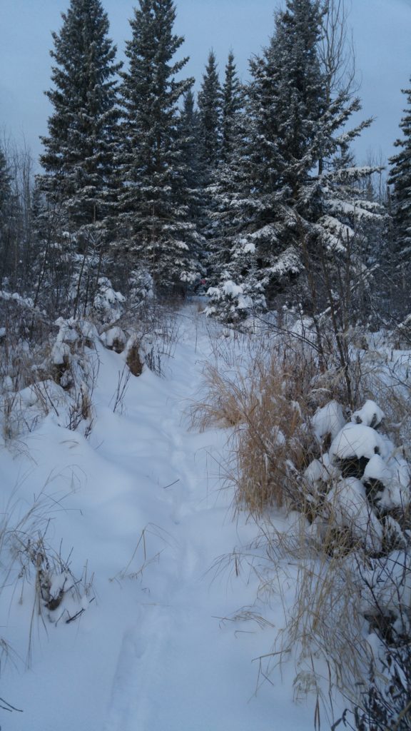 Following moose tracks