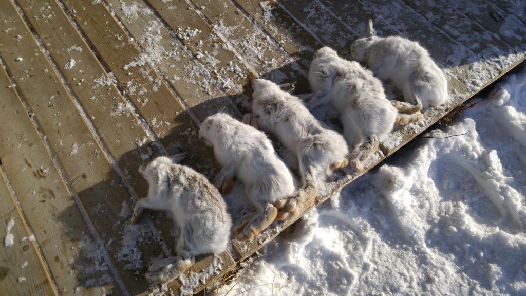 Snowshoe Hares