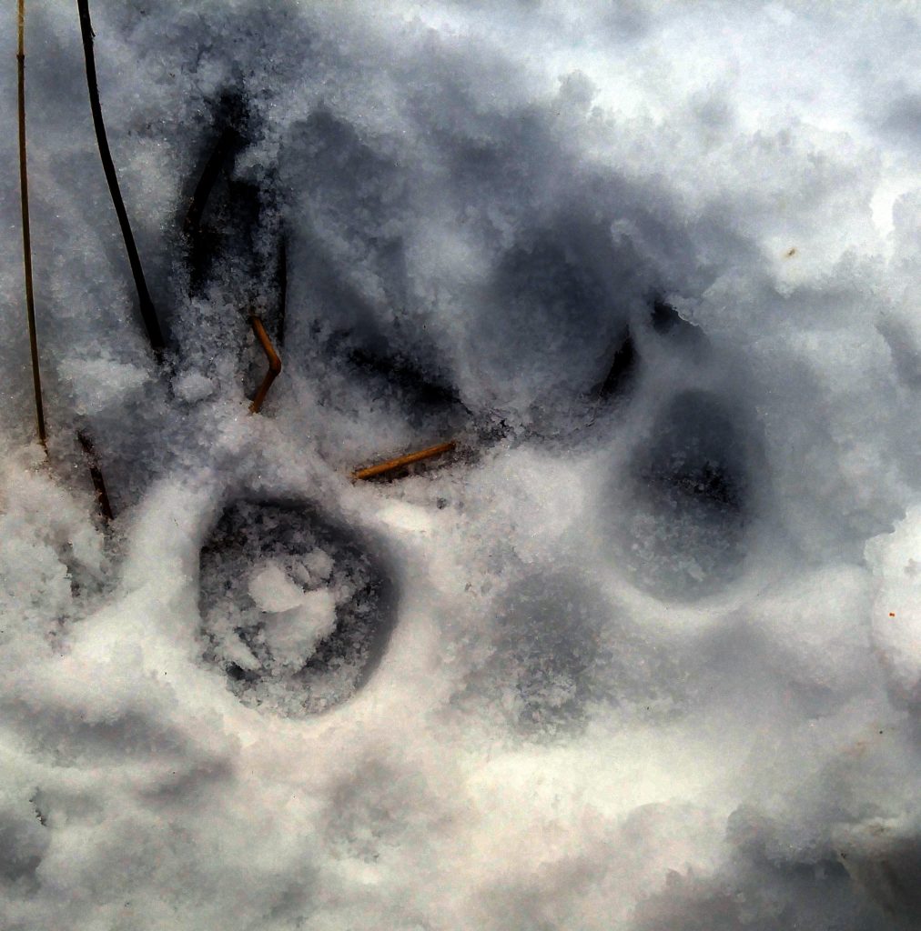 Wolf track