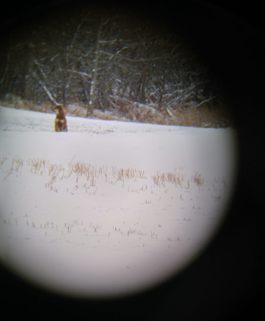 Wolf through binoculars