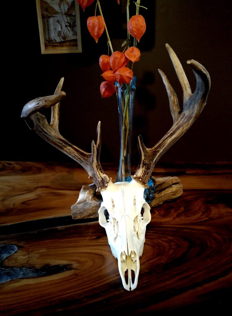 Euro Mount of Davis' Whitetail