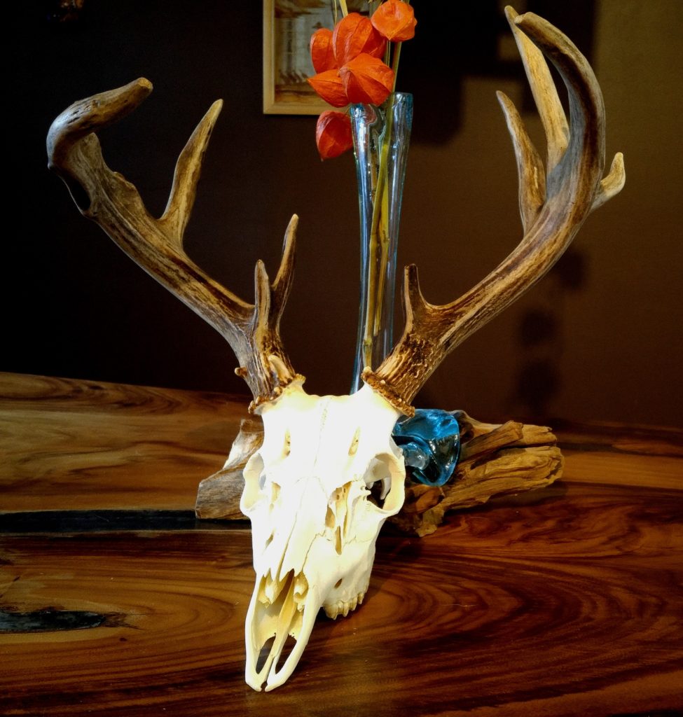 Euro Mount Davis' Whitetail