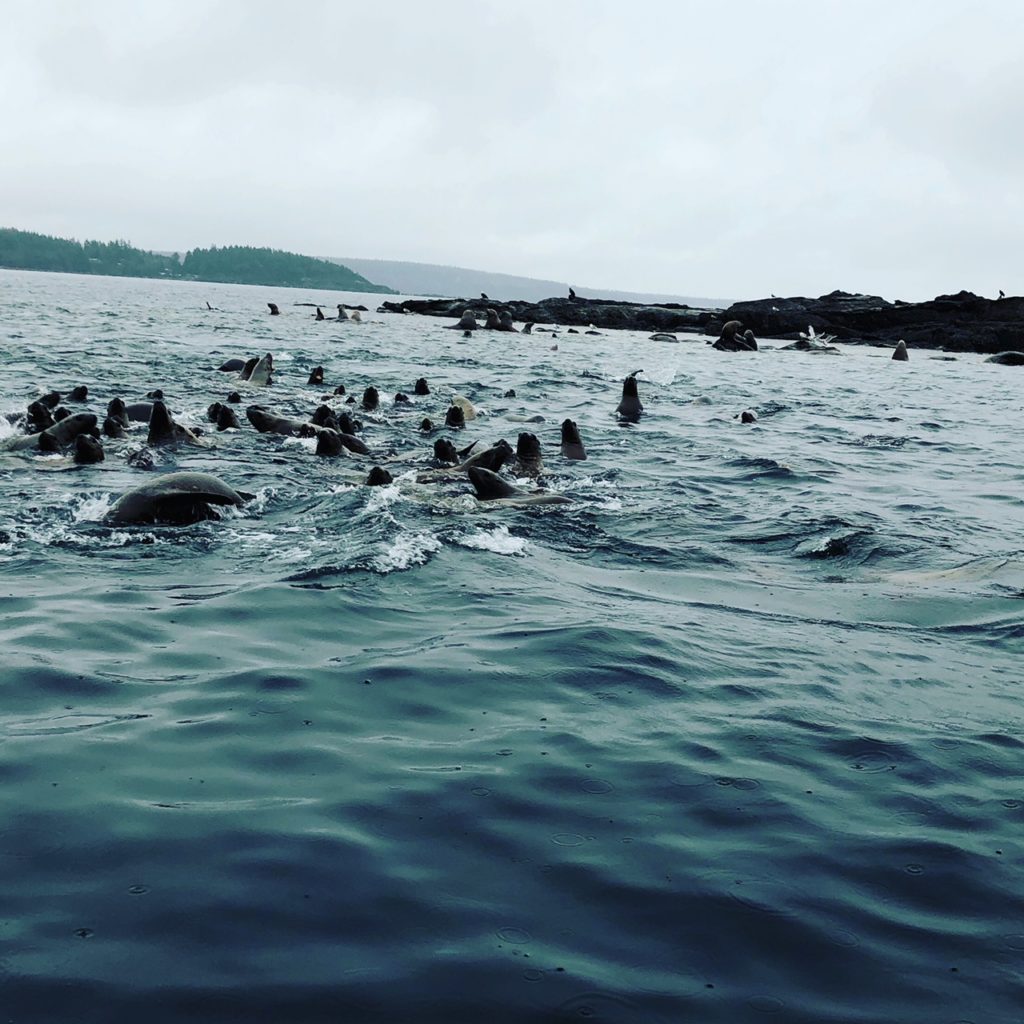 Sea Lions at Norris Rocks