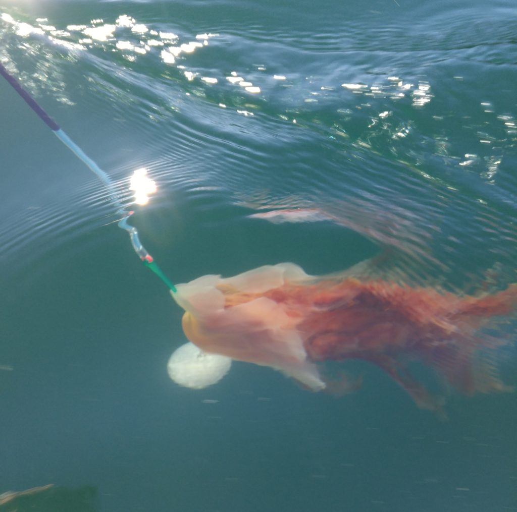 Jellyfish caught on downrigger line