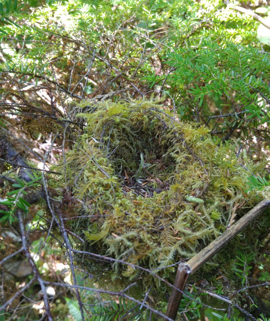 Moss bird's nest