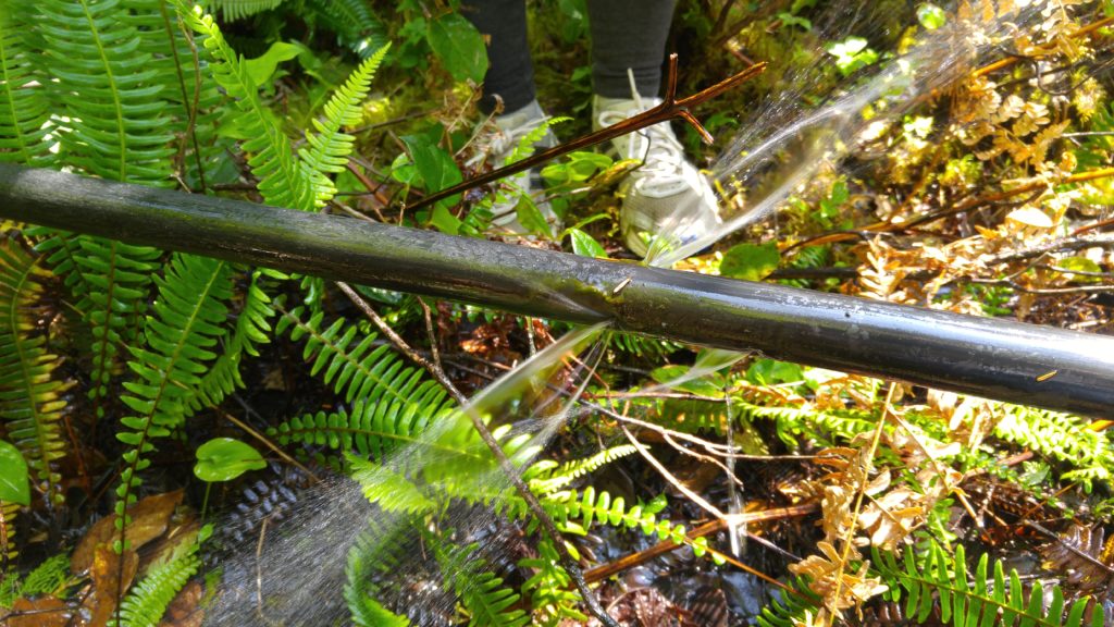 Bear bite on water line