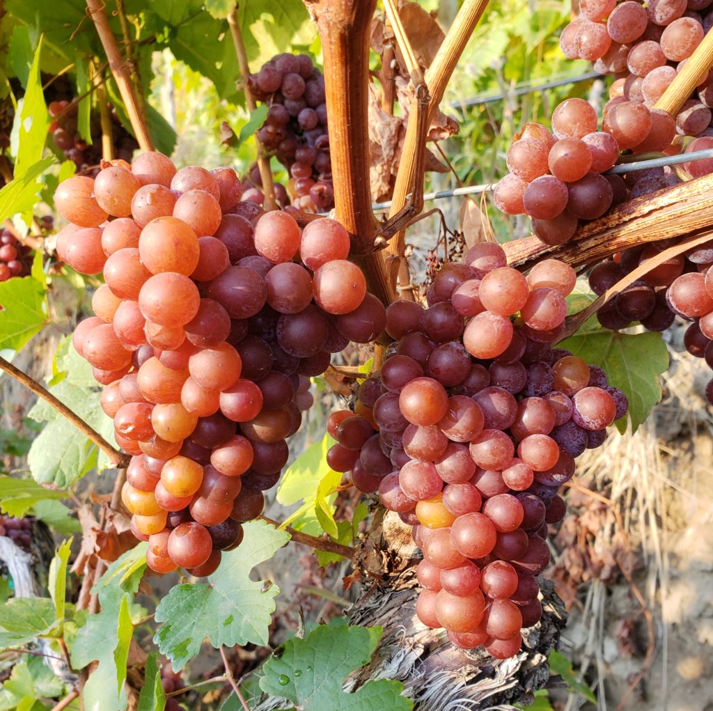 Gewurztramine Grapes ready to harvest