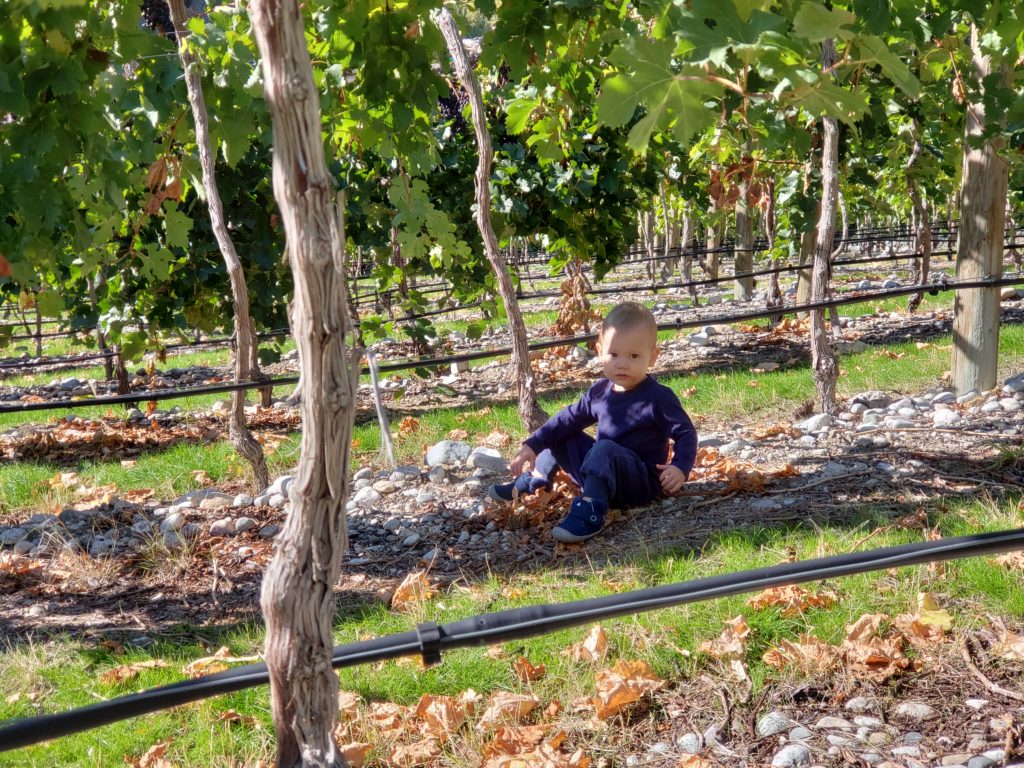 Ewan in the vineyard