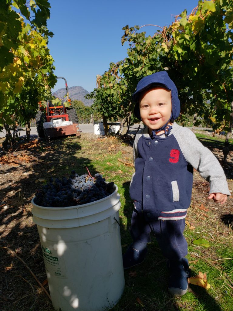 Ewan eating grapes from the bucket