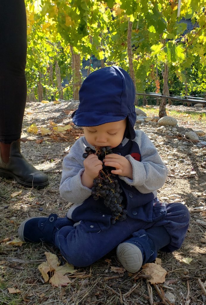 Ewan eating grapes