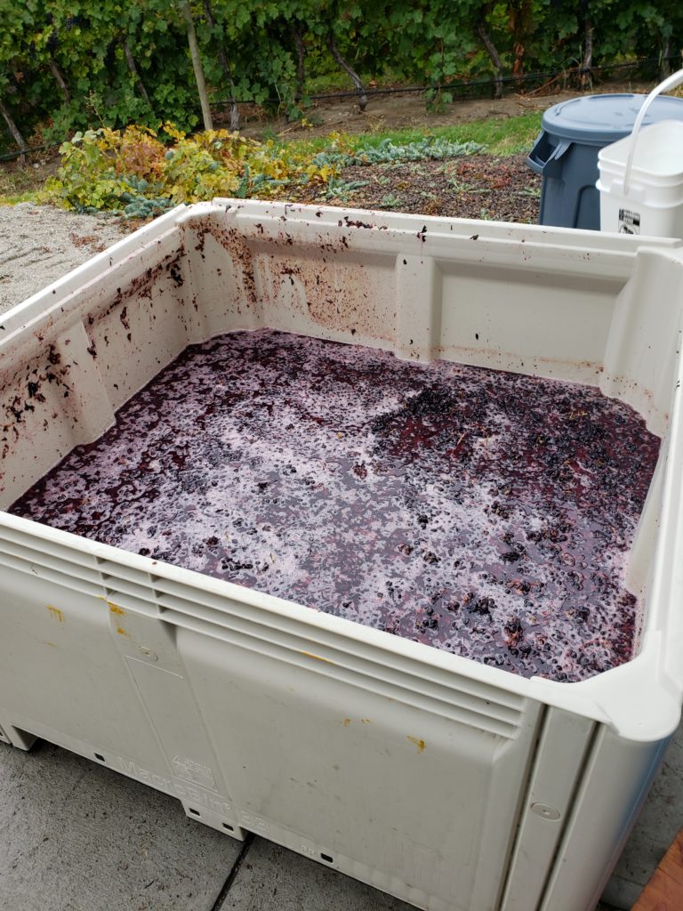 ~400L of Merlot must