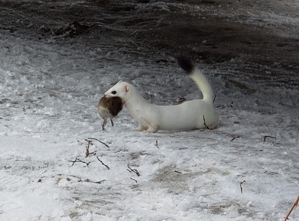 Ermine with kill