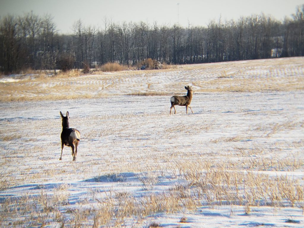 Mule Deer buck and doe