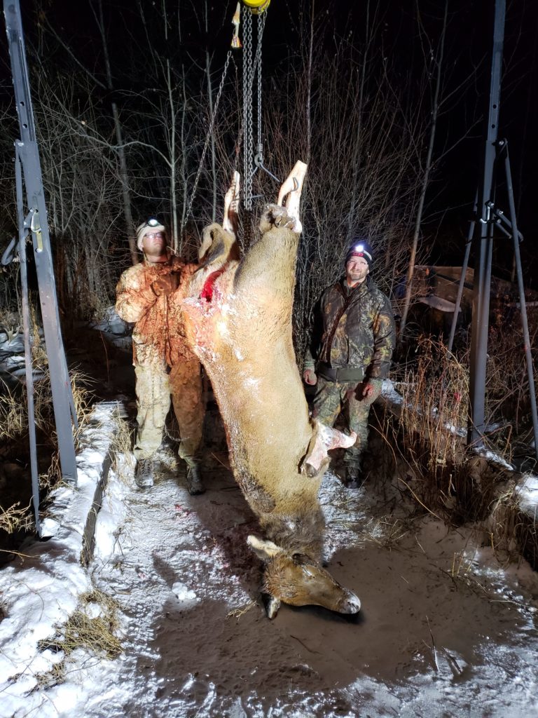 Hoisting up the cow elk to be skinned