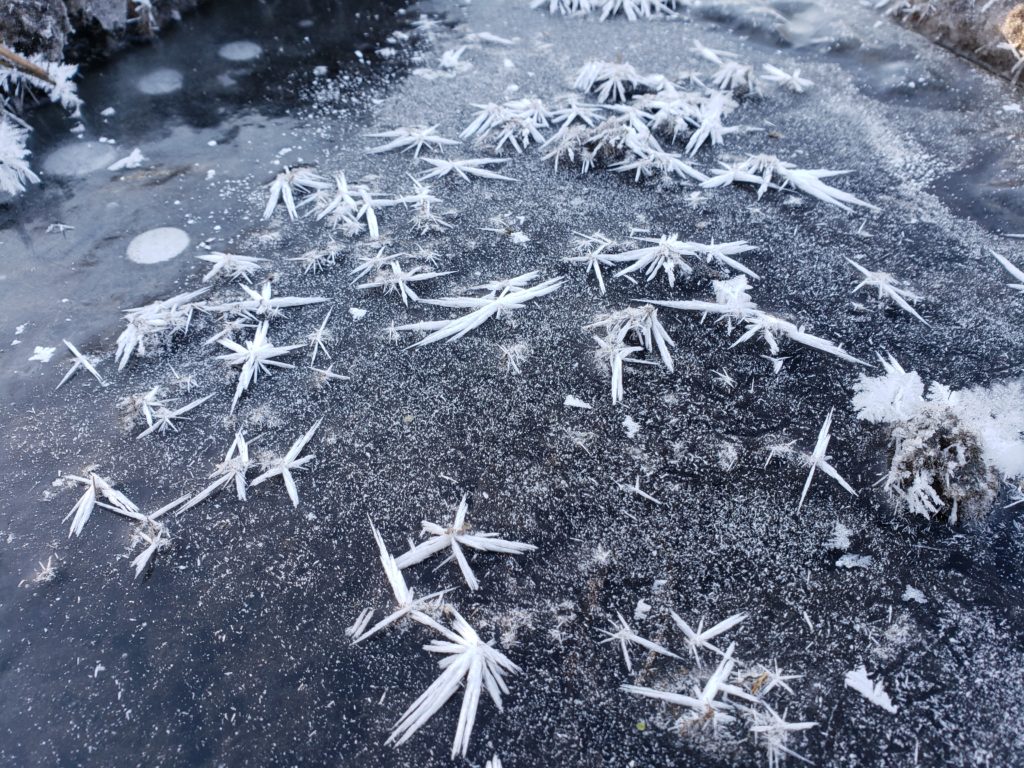 Frost flowers formed from the extrusion of freezing water as a result of capillary action from plant material