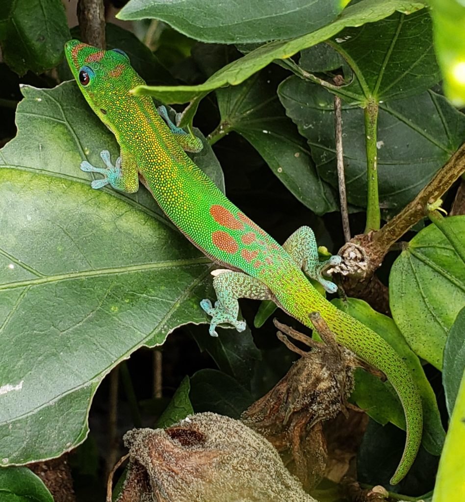 Gecko