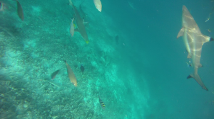 vlcsnap-2016-02-14-16h15m52s1
