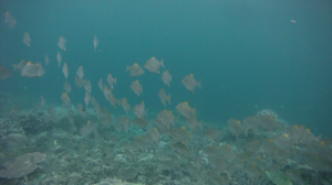 vlcsnap-2016-02-14-17h01m04s247