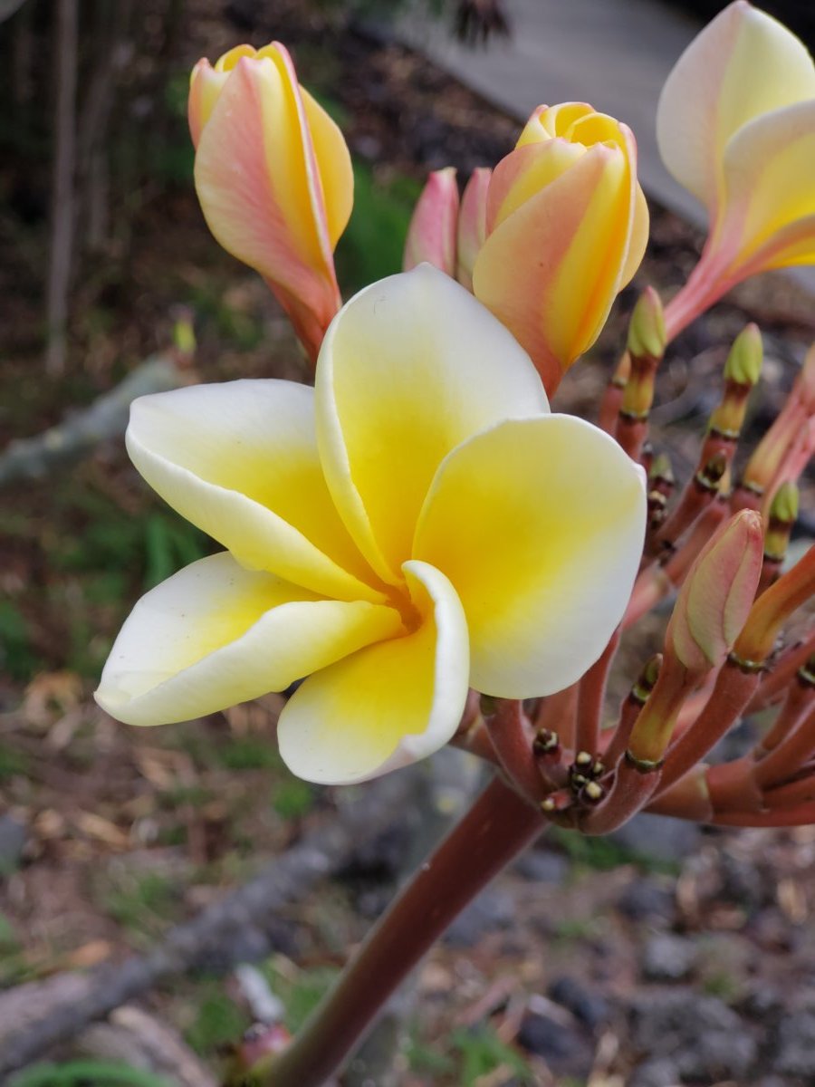 frangipani aka plumeria