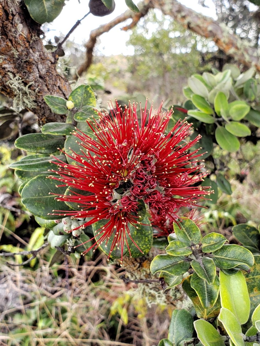Bottle Brush