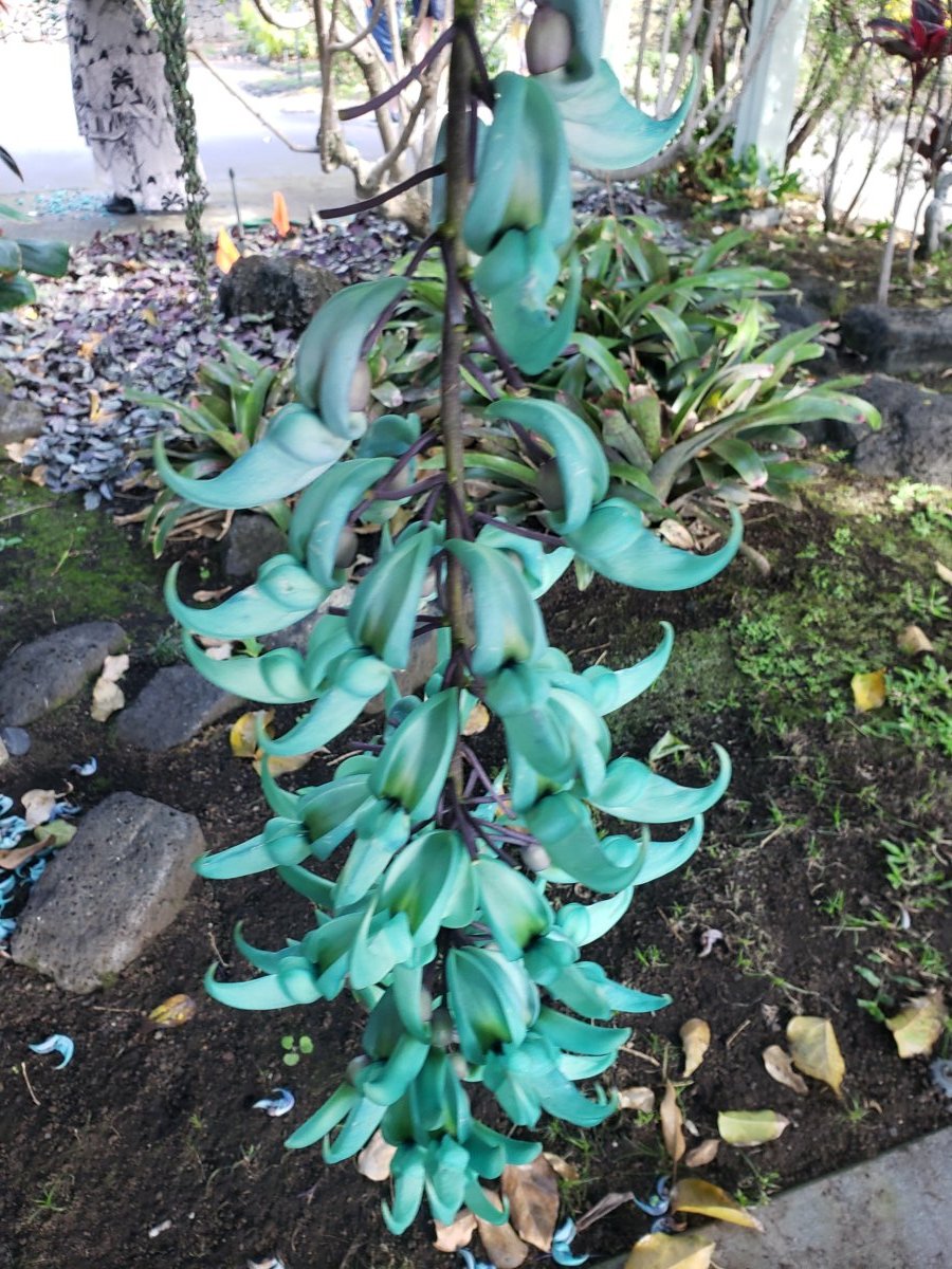 jade vine