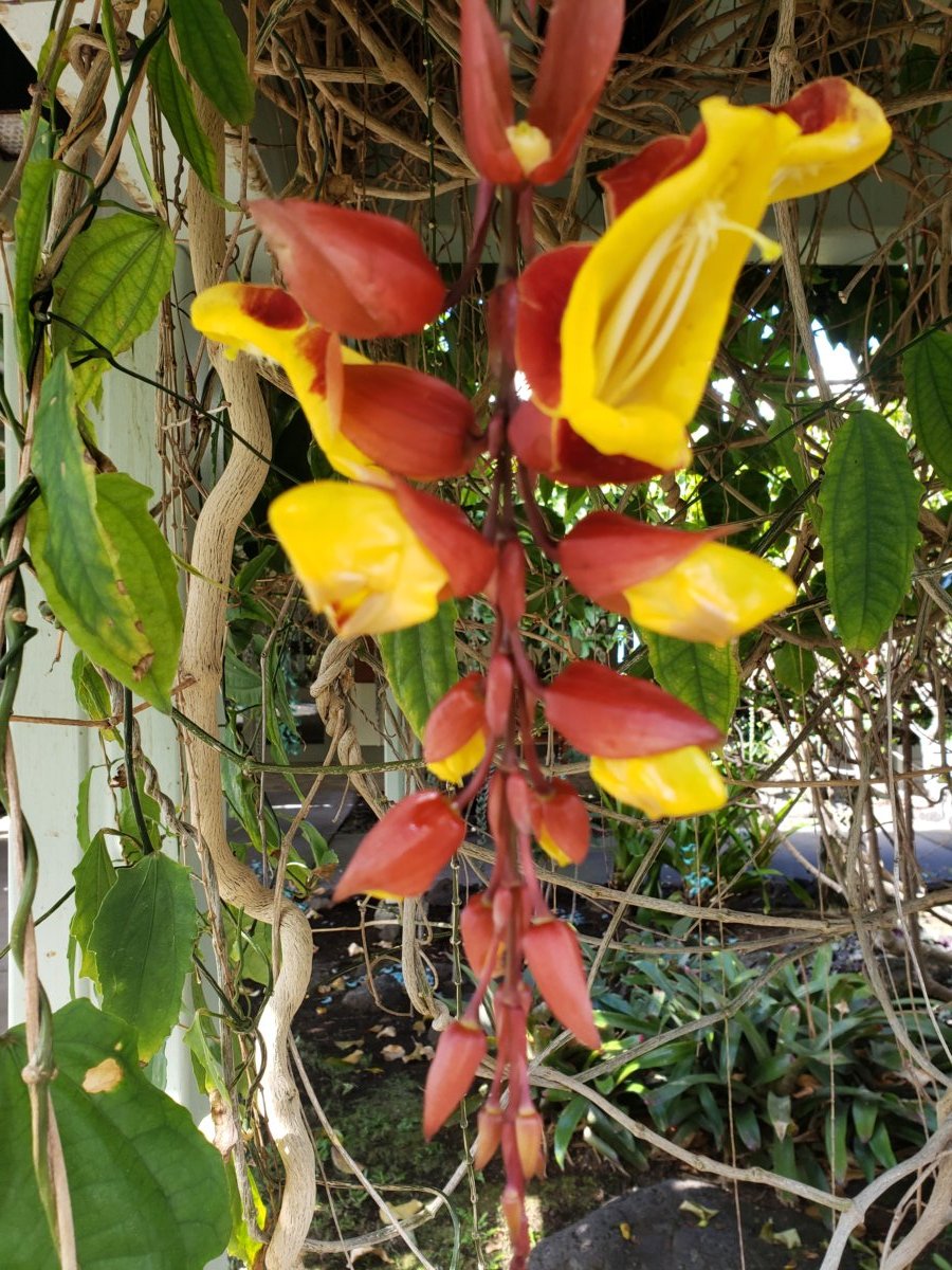 mysore trumpetvine aka indian clock vine