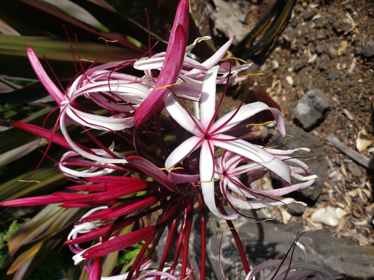 spider lily