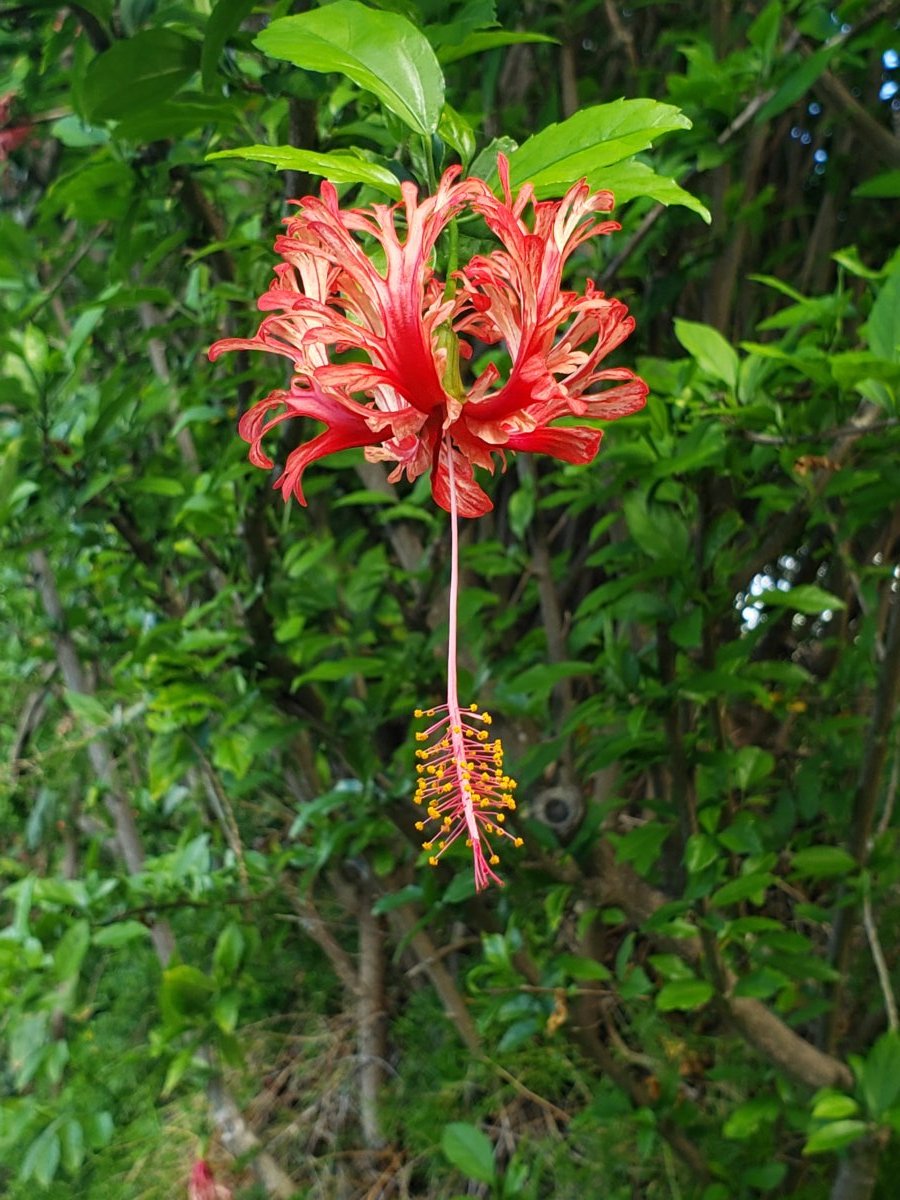 coral hibiscus