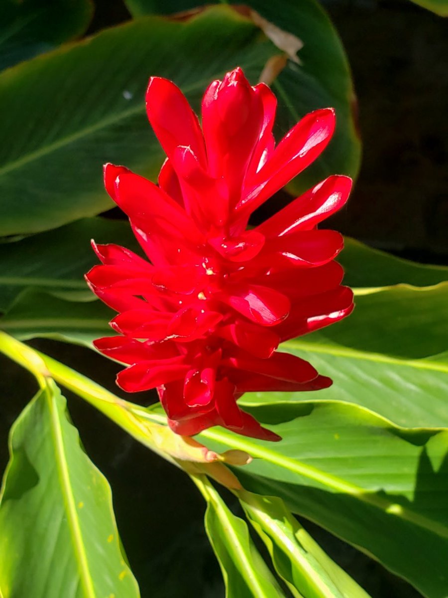 ginger