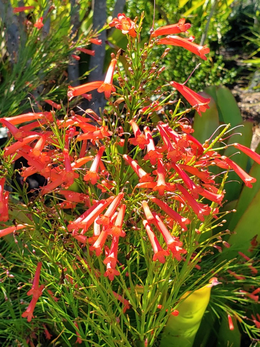 firecracker aka lipstick plant