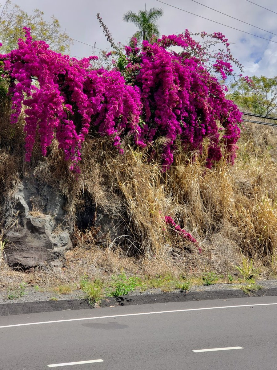 bougainvillea