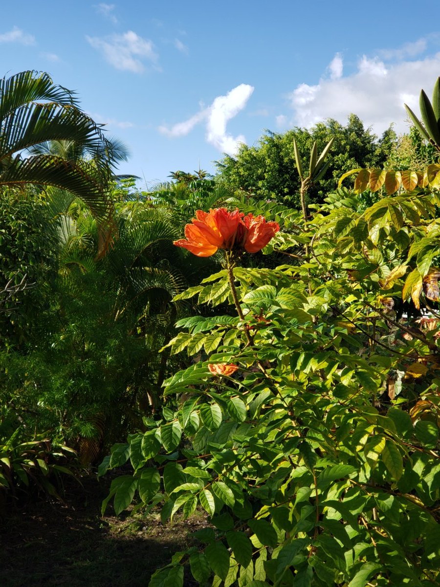 flame tree